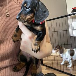 Dachshund Puppies from Hursh’s Hounds