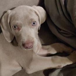 Weimaraner Puppies from Kaleidoscope Weims