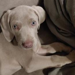 Weimaraner Puppies from Kaleidoscope Weims