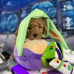 Luma - Apricot female Goldendoodle puppy in Lake Panasoffkee, Florida from Donnas Deluxe Doodles LLC