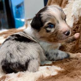 Purple collar - Blue merle female Aussiedoodle puppy in 32046, Florida from River Hill Ranch