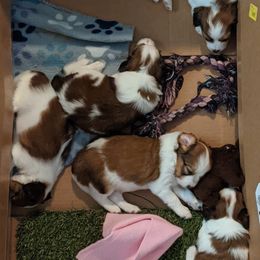 Nederlandse Kooikerhondje Puppies from Lenders Land