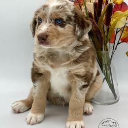 Asher - Red merle male Australian Shepherd puppy in Thornton, Colorado from 303 Aussies