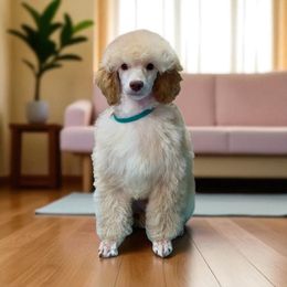 Dollop - Apricot male Poodle puppy in Norman, Oklahoma from ShowME Miniature Poodles