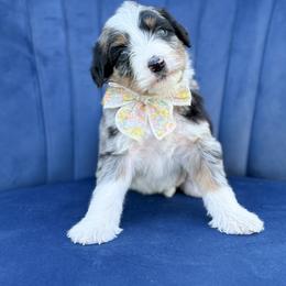 Marilla - Blue merle female Bernedoodle puppy in Bellville, Ohio from Bernedoodle Buddies
