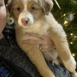 Australian Shepherds from Hillside Acre