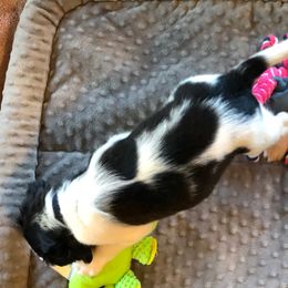 English Springer Spaniel Puppies from Superb Springers