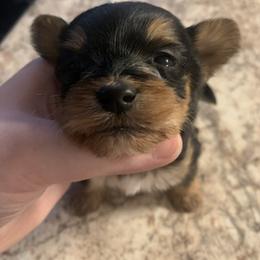 Traditional boy - Black and gold male Yorkshire Terrier puppy in Cleveland, Ohio from Angels Ohio yorkies