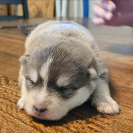 Luke - Blue male Pomsky puppy in Stover, Missouri from Lx2 County Line Pomskies