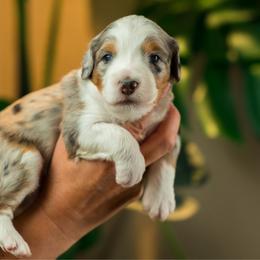 Donna - female Australian Mountain Doodle puppy in Cortez, Colorado from Sassy Pants Pups