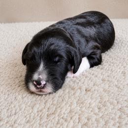 Puppy2 - Black and white male Aussiedoodle puppy in Yucaipa, California from Amazing Aussiedoodle and Double Doodles