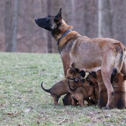 Belgian Malinois Puppies from Grit & Grace Malinois