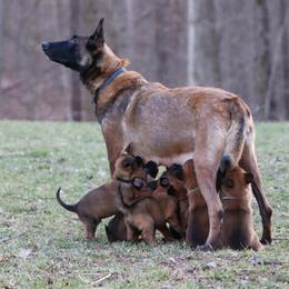 Belgian Malinois Puppies from Grit & Grace Malinois