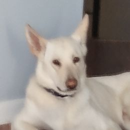 Ace - German Shepherd