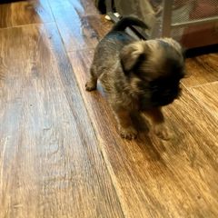 Brussels Griffons from Icon's Brussels Griffons
