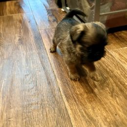 Brussels Griffons from Icon's Brussels Griffons