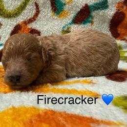 Firecracker - Apricot male Poodle puppy in Greensburg, Kentucky from Doodle Me Crazy