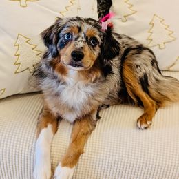Pom - Miniature American Shepherd