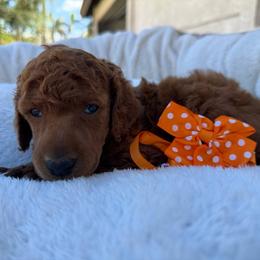 Orange collar - Red  female Poodle puppy in Riverside, California from Riverside red poodles