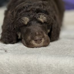 Rusty - Blue Collar - Phantom male Poodle puppy in Hesperia, California from HD Poodles