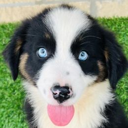 Miniature Australian Shepherds from Standing S Mini Aussies & Mini Ranch Dachshunds