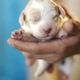 Lagotto Romagnolo Puppies from Morena