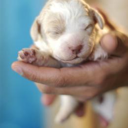 Lagotto Romagnolo Puppies from Morena