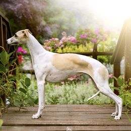 Nev - Whippet