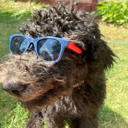 Bernedoodle and Goldendoodle All Grown Up from A.N.A. Doodles
