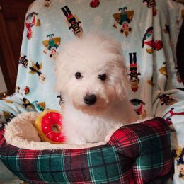 Whitie - White and buff male Bichon Frise puppy in Chatham, Illinois from Bichon Frise Partnership