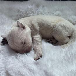Baby Boy Red - Light golden male Golden Retriever puppy in Clarksville, Tennessee from 255 Goldens