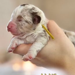 Aang - Red merle Aussiedoodle puppy in Hampton Falls, New Hampshire from The Honest Egg Doodles