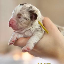 Aang - Red merle Aussiedoodle puppy in Hampton Falls, New Hampshire from The Honest Egg Doodles