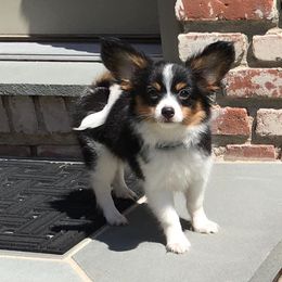 Papillon Puppies from 329 Cheerio Tiny Papillons