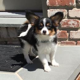 Papillon Puppies from 329 Cheerio Tiny Papillons