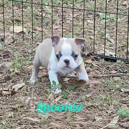 Girl 3 - Blue female Boston Terrier puppy in Griffin, Georgia from Celtic Kennel Bostons