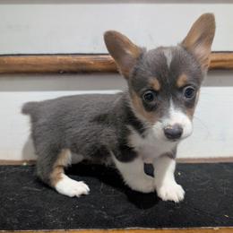 Sky - Blue female Pembroke Welsh Corgi puppy in Brandon, Mississippi from Jenny May’s Corgis