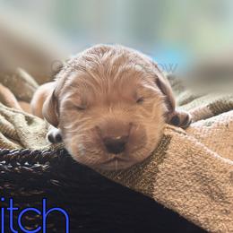 Stitch - Golden male Golden Retriever puppy in Florida from Golden Meadow