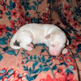 Luna - White female Sheepadoodle puppy in Austin, Texas from Darling Doodles