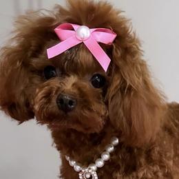 Poodles and Toy Australian Shepherds from C&W Signature Canine Co.