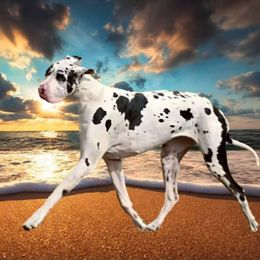 Legend - Great Dane