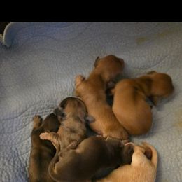 American Corgi and Dachshund Puppies from Roth's Wonderful Weenies and Corgis