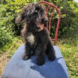 REDUCED - Poppy - Black and white female Aussiedoodle puppy in Lithia, Florida from Waterford Doodle Farm