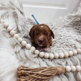 Blue Boy - Red  male Goldendoodle puppy in Beecher, Illinois from Cherry Lane Doodles