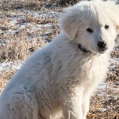 Star Lord (blue) - Maremma Sheepdog puppy from White Star Acres