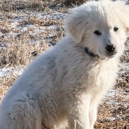 Star Lord (blue) - Maremma Sheepdog puppy from White Star Acres