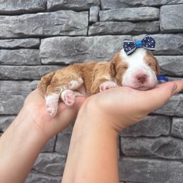 Cola - Red  female Goldendoodle puppy in Macon County, North Carolina from Mountain Doodles