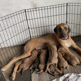 Rhodesian Ridgeback Puppies from Abbey Rhode Rhodesian Ridgebacks