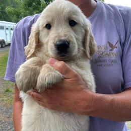 Yellow Boy - Golden male Golden Retriever puppy in Mount Carmel, Tennessee from HS Goldens