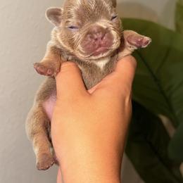 French Bulldog Puppies from Infinity French Bulldogs